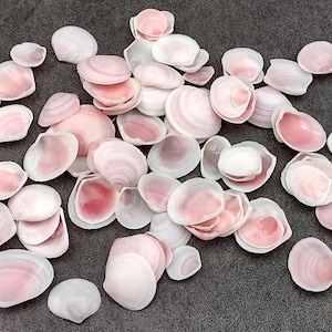 Rose Tellin Shell Rose Petal Tellin Seashell Halves Pink Eurytellina Lineata (approx. 20 ...