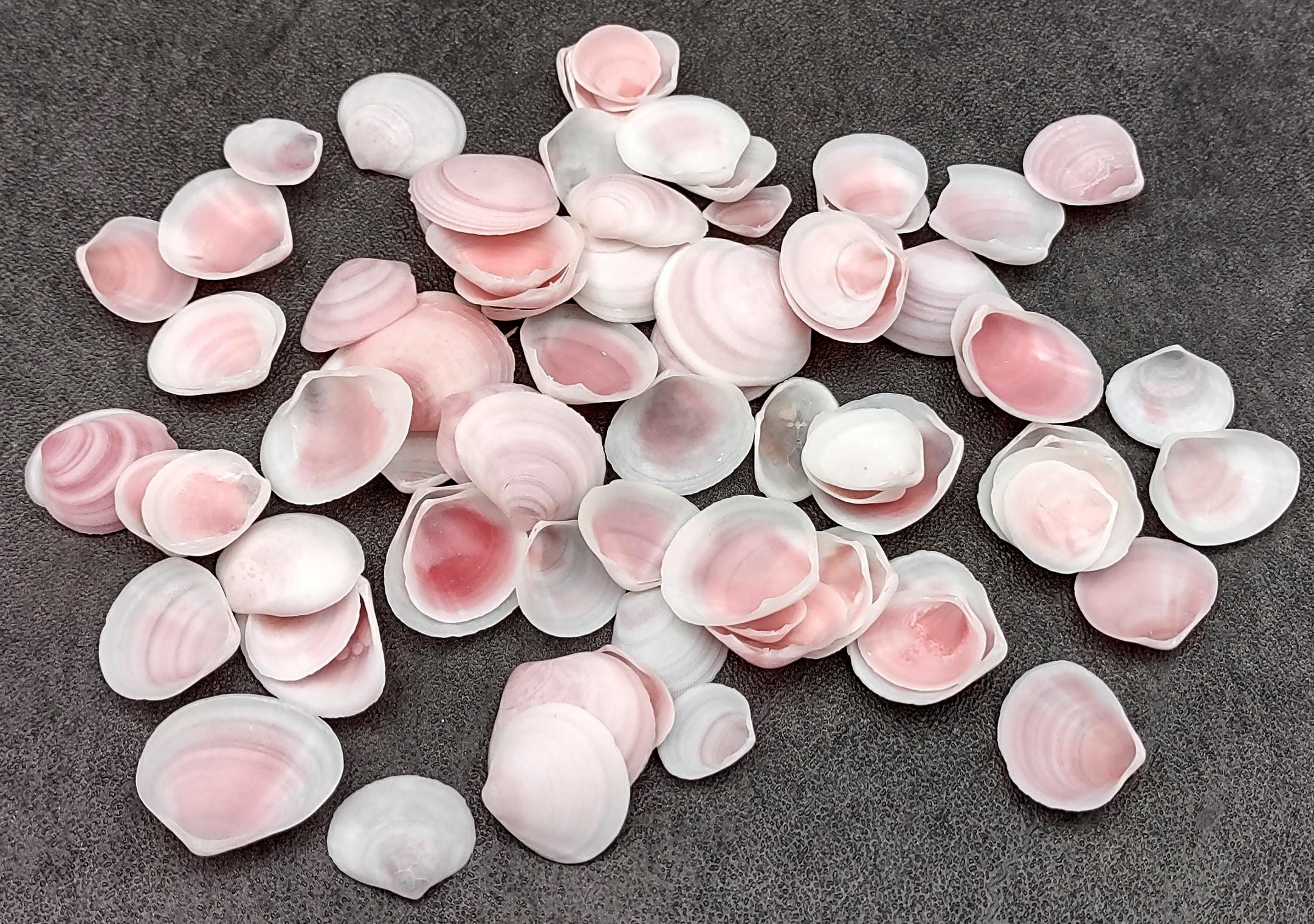 Rose Tellin Shell Rose Petal Tellin Seashell Halves Pink Eurytellina Lineata (approx. 20 ...