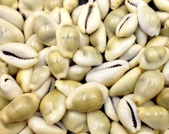 Money Cowrie Seashells Bulk Cypraea Moneta (approx. half cup 35+ shells 0.5+ inches) Small Money Cowry shells for coastal crafts & jewelry!