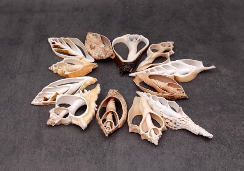 Center Cut Sliced Extra Large Seashell Assortment (3 Shells Approx. 3 ...