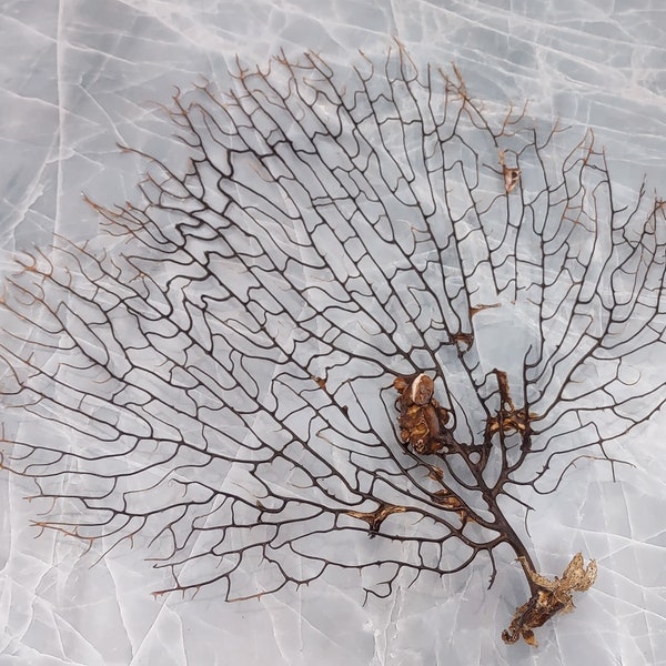 Black Sea Fan Coral Gorgonia Ventalina (1 fan approx. 7-9+ inches)