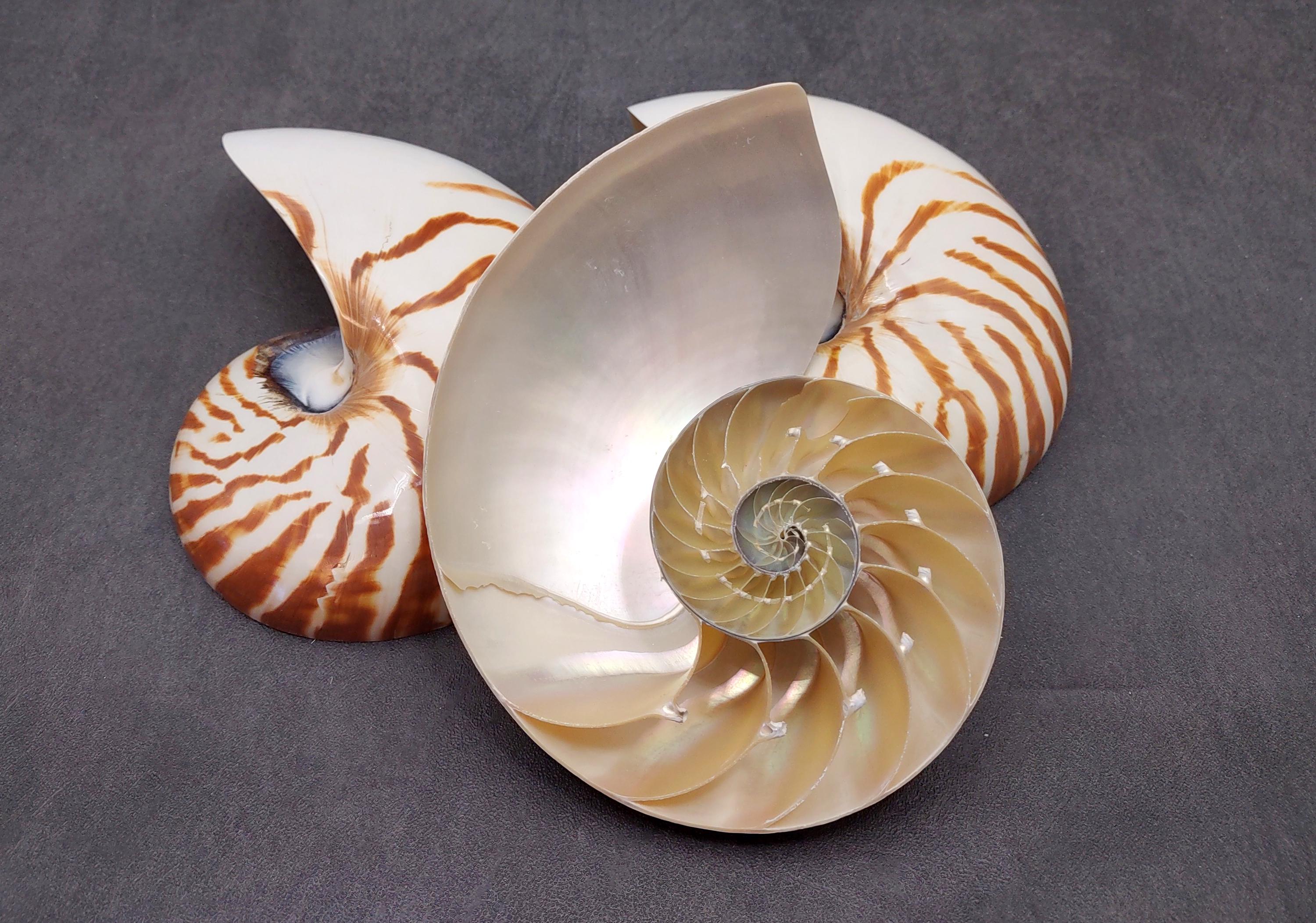 Polished Natural Nautilus Seashell Left Cut Single Half Nautilus ...
