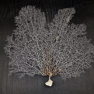 White Sea Fan Coral (1 fan approx. 12-13+ inches) Adorable sea fan for any coastal projects or as a collection addition!
