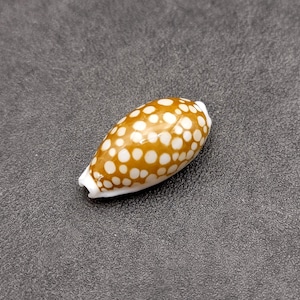 Small Sieve Cowrie Seashell Cypraea Cribaraia (1 shell 0.75+ inches) Beautiful for any coastal crafting or décor!