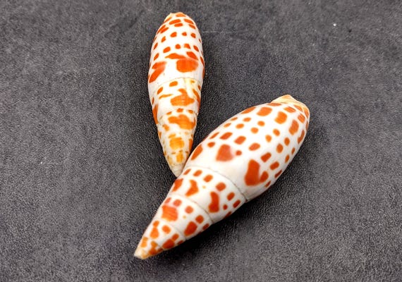 Episcopal Miter Seashells Orange Spotted Mitra Mitra (2 Shells