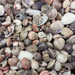 Tiny Seashell Assorted Ocean Mix For Crafts (approx. 1 kilogram 0.25+ inches) Tiny Shell Variety Assortment for arts crafts décor & display!