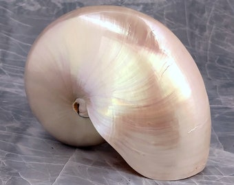 Pearl Nautilus Seashell - Nautilus Pompilius - (1 shell 7+ inches)