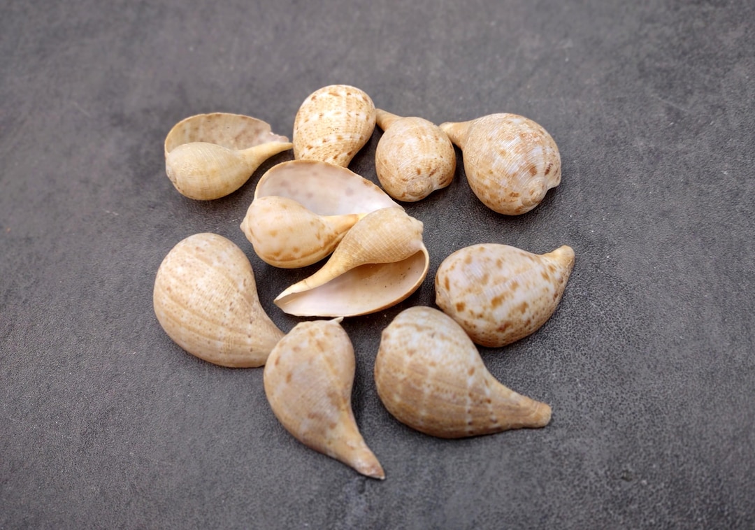 Tan Fig Seashells Ficus Gracilis (10 Shells Approx. 1+ Inches) Quality ...