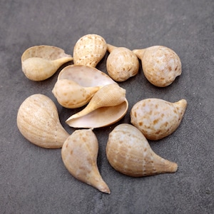 May include: A collection of beige seashells with various shapes and sizes, including elongated and rounded forms. Some shells have a speckled pattern, while others are smooth. The shells are arranged on a gray surface.