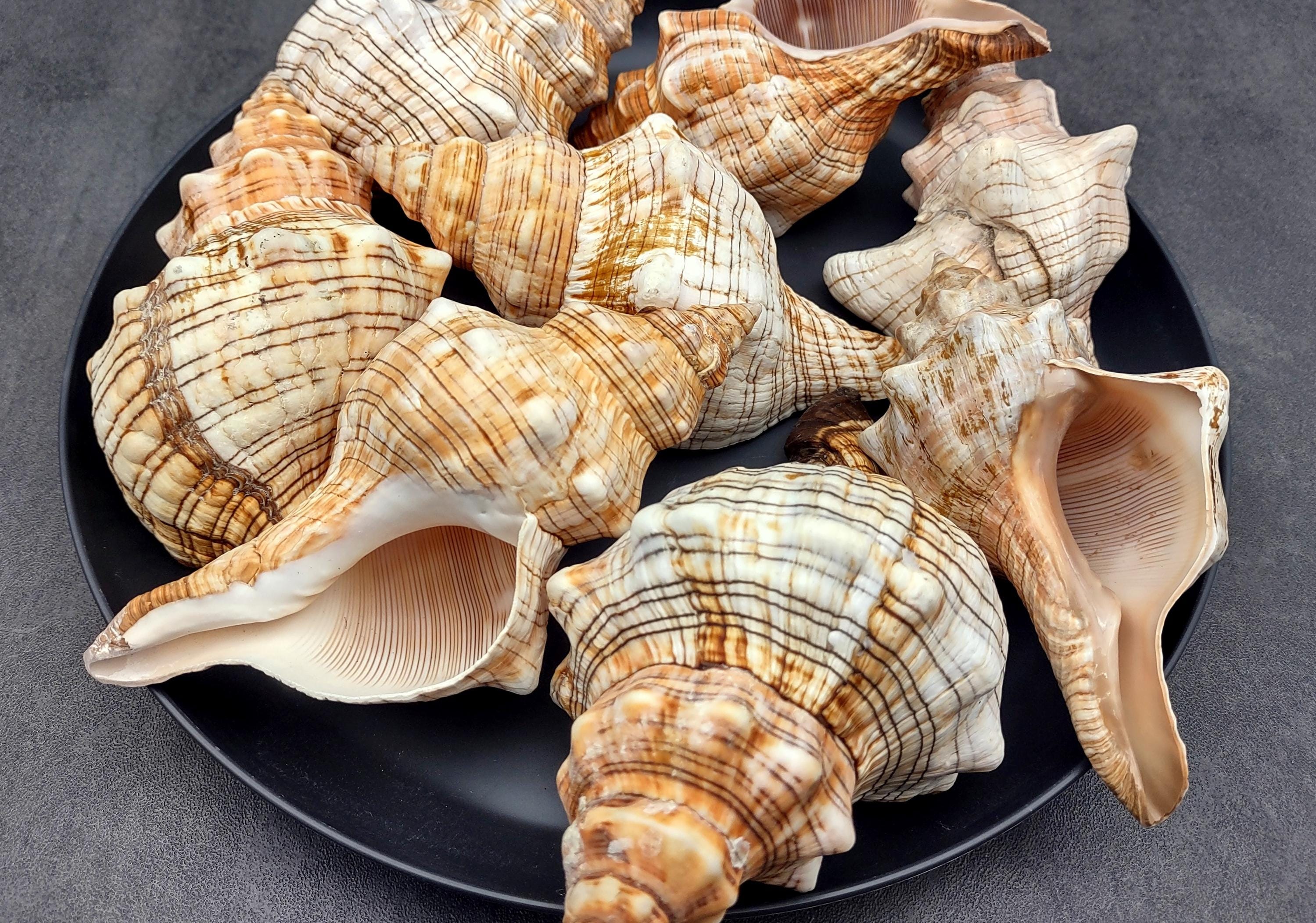 Large Fox Seashell Fasciolaria Trapezium (1 Shell Approx. 5+