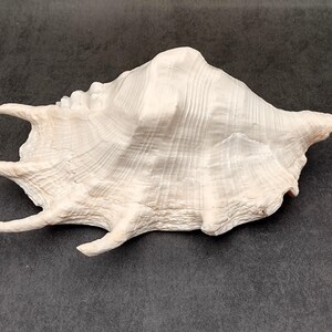 Giant Spider Conch Seashell XL Lambis Truncata (1 shell approx. 10+ inches) B GRADE Value Giant Spider Conch Shell for display & decoration!