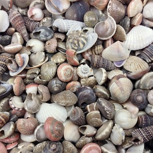 Tiny Seashell Assorted Ocean Mix For Crafts (approx. 1 cup 750+ shells 0.25+ inches) Tiny Bulk Mixed Shells for coastal arts & crafts!
