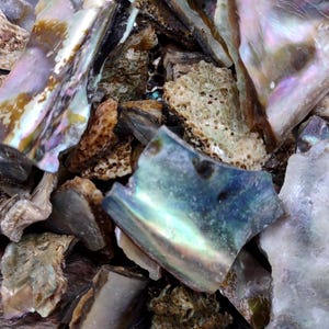 May include: A collection of irregular abalone shell fragments featuring iridescent surfaces with shimmering hues of purple, green, and blue. The pieces display a mix of smooth, pearlescent textures and rough, porous, earthy brown outer shell layers.