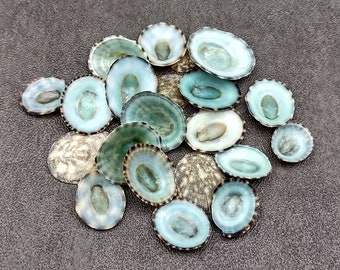 Green Limpet Shells Sutorria Mesoleuca (approx. 20+ shells .5-.75+ inches) Small shells for shell crafts, natural sea shells earrings & art!