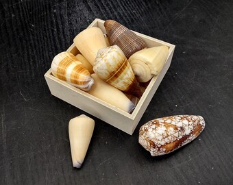 Cone Seashell Small Assorted Mix (6 Shells Approx. 1.5+ Inches