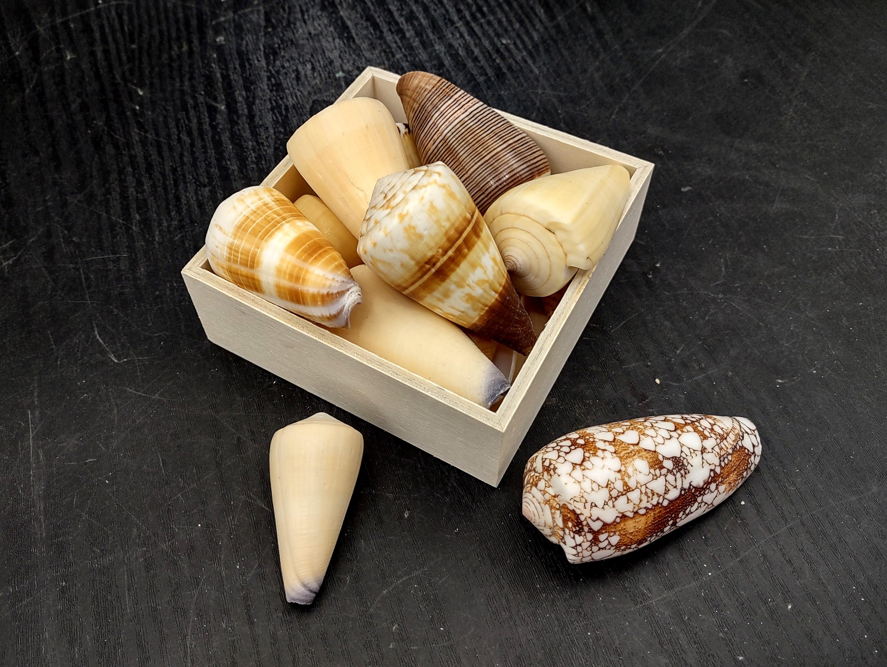 Mélange De 25 Coquillages Cônes Gris Et Beige à Pois - Coquilles Naturelles Pour Déco Ou Artisanat