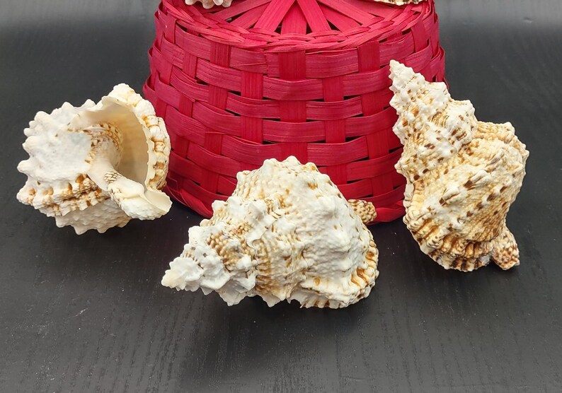 Giant Frog Seashell Bursa Bubo (1 Shell 4+ Inches) Lovely Shells for ...
