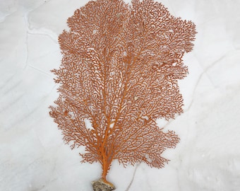 Red Orange Sea Fan Coral Tall Echinogorgia SP (1 sea fan approx. 12-13+ inches) Tall Large Red Sea Fan Coral for coastal home arts & crafts!