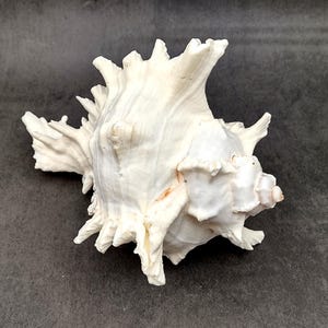 May include: A large, white seashell with a rough, textured surface and a pointed tip. The shell has a complex, intricate design with many ridges and curves.