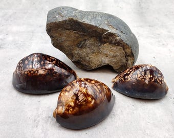Humpback Cowrie Seashell Dark Brown Cypraea Mauritiana (1 shell approx. 3+ inches) Spotted Brown Mourning Cowrie for display & collecting!