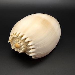 Large Crowned Baler Seashell Tan Voluta Diadema (1 shell approx. 6+ inches) Big Tan Crowned Volute Baler for coastal home décor & display!