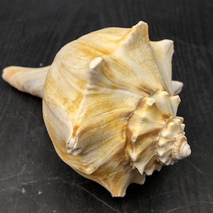May include: A large, cream-colored seashell with a spiral pattern and a long, pointed tip. The shell has a textured surface and a light brown hue.