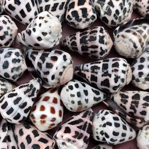 Extra Small Hebrew Cone Seashells Conus Ebraeus (5 shells approx. 0.25+ inches) XS Hebrew Cone shell for arts crafts jewelry & clothing!