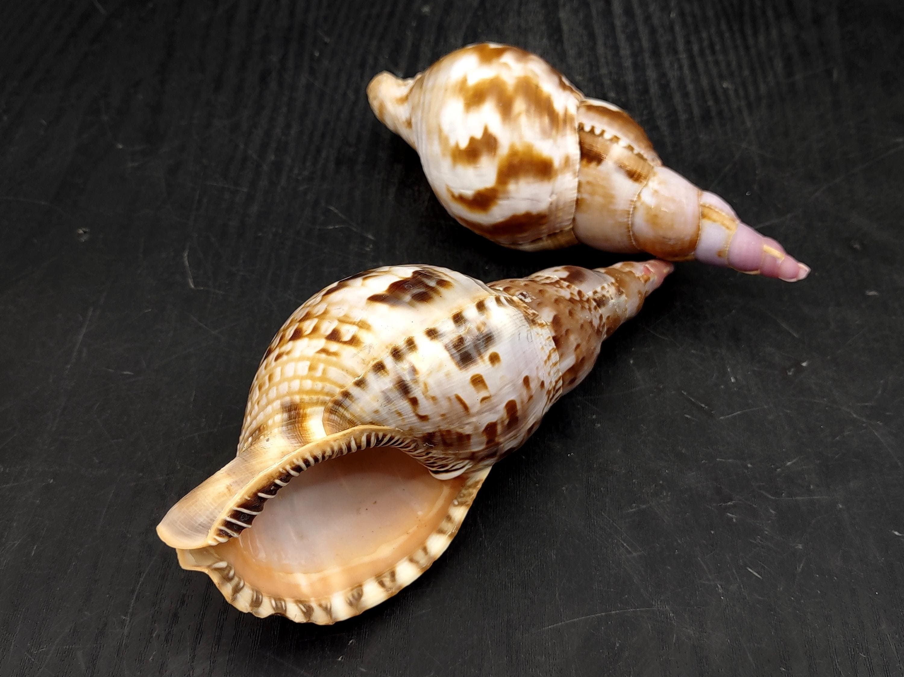 Trition Shell Caribbean Triton Seashell Charonia Tritonis (1 Shell Approx. 5+ Inches ...