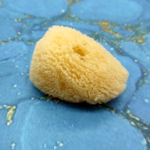 Natural Yellow Sea Sponges Axinyssa Sea Sponge (5 sponges approx. 2.25+ inches) Safe Real Sea Sponges for exfoliating painting & cleaning!