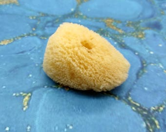 Natural Yellow Sea Sponges Axinyssa Sea Sponge (5 sponges approx. 2.25+ inches) Safe Real Sea Sponges for exfoliating painting & cleaning!