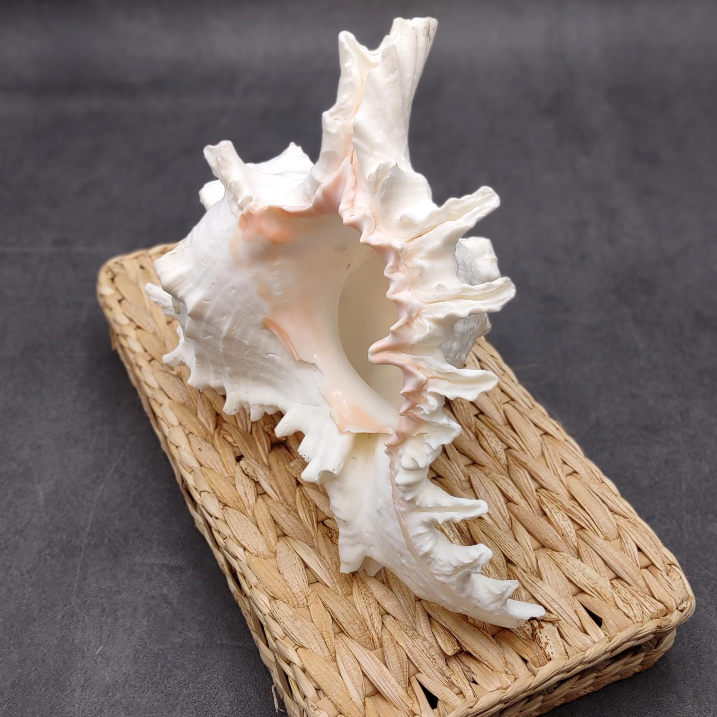 White Murex Seashell Horn Trumpet Musical Instrument (1 Shell Approx. 7 ...