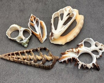 Large Assorted Sliced Center Cut Seashells (5 shells approx. 1.5-3 inches)