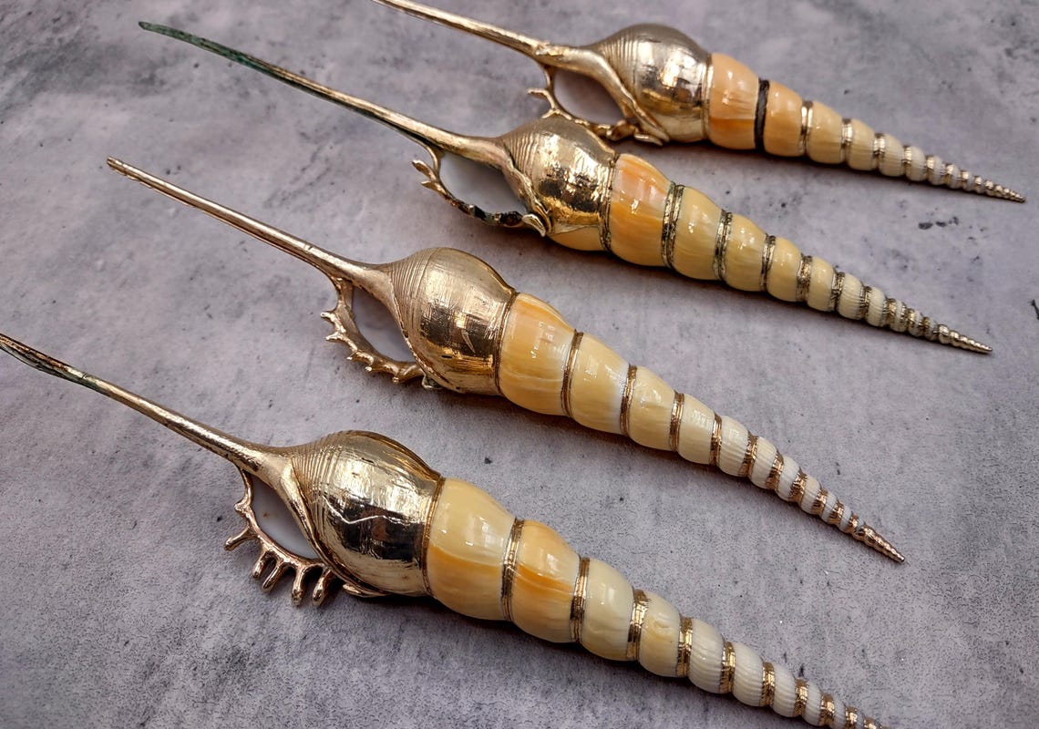 Silver Plated Shin-bone Tibia Seashell Tibia Fuscus (1 Shell Approx. 6 ...