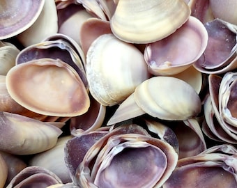 Purple Cay Cay Clam Seashells Donax Variabilis (approx. half cup +/-45 shells 0.75+ inches) Purple Cay Cay Clam shells for crafts & jewelry!