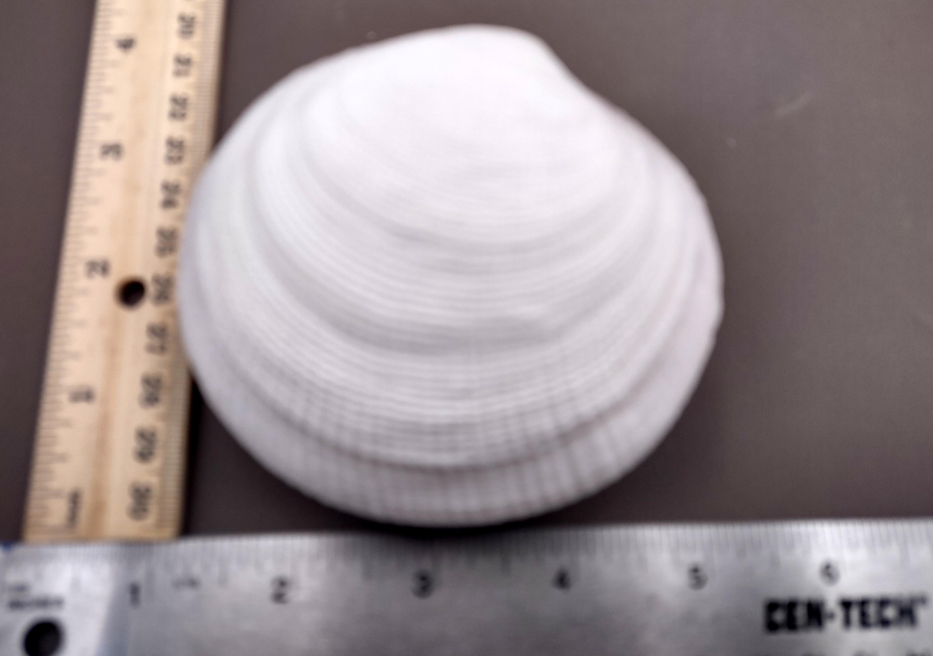 Tiger Clam Seashells Codakia Tigrina (1 Shell Approx. 2.75+ Inches ...