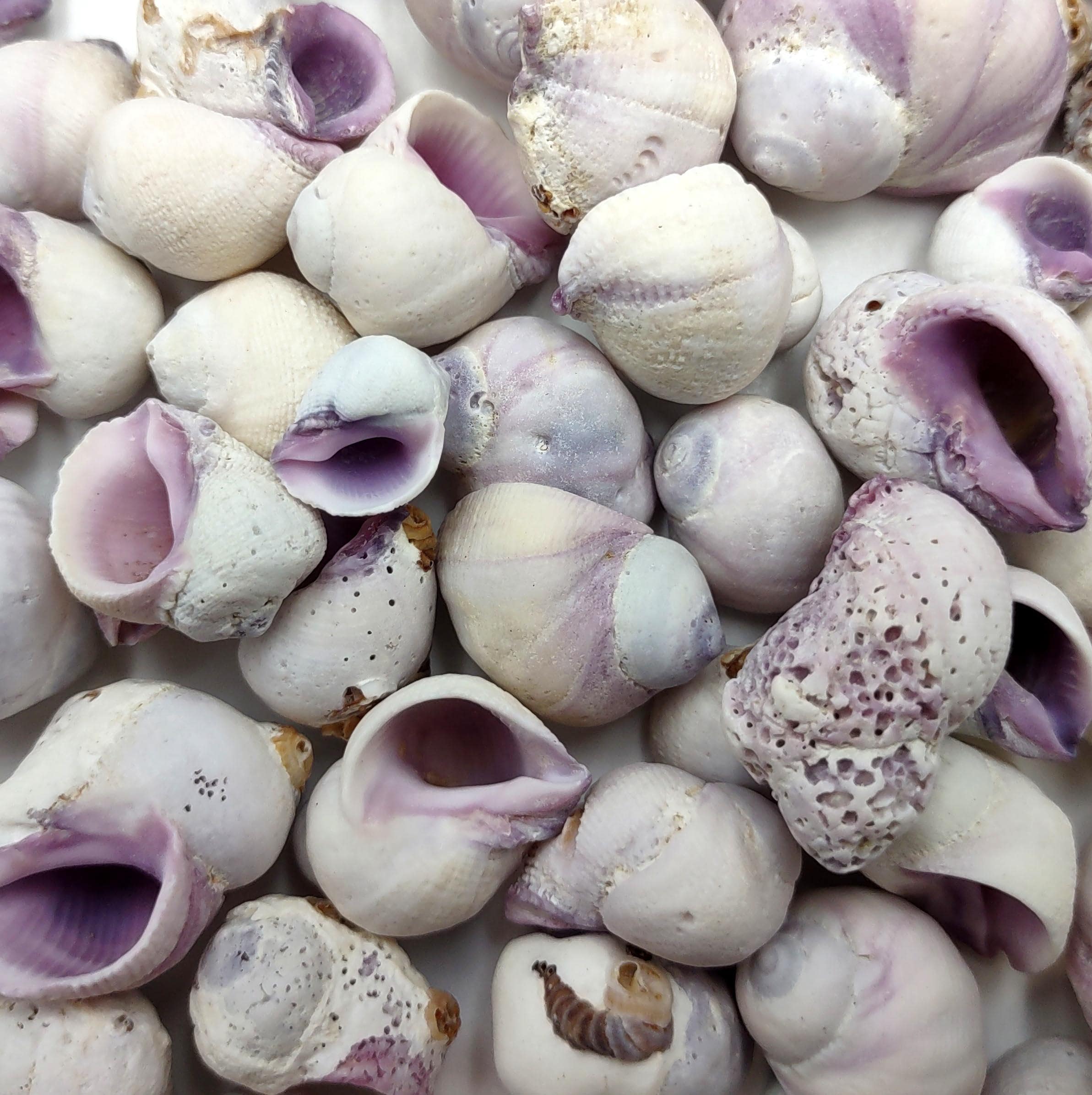 Cebu Beauty Violet Coral Seashells Coralliophila Neritoidea