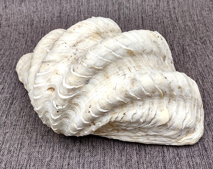 Ruffle Clam Seashell Half Tridacna Squamosa (1 Shell Approx. 10+ Inches ...