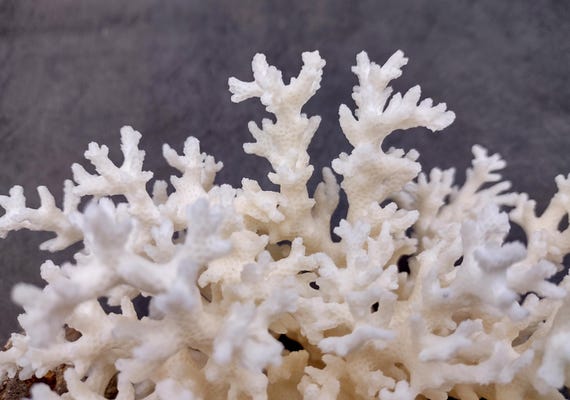 White Lace Coral Cluster Medium Pocillopora Damicornis (1 Coral
