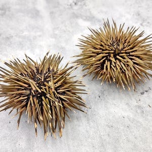 Burrowing Sea Urchin with Spines Echinometra Mathaei (2 urchins approx. 2.5+ inches) Natural Urchin Shell for display & collecting!