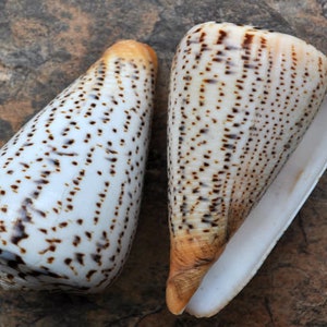 Suratan Cone Seashell - Conus Suratensis - (1 shell, approx. 3 inches)