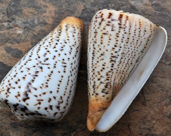 Suratan Cone Seashell - Conus Suratensis - (1 shell, approx. 3 inches)