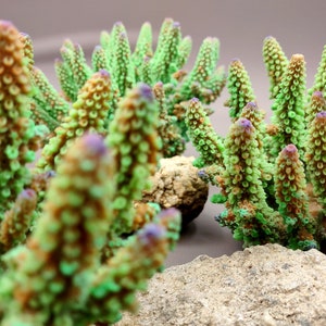 Lavender/Green FAUX Finger Staghorn Coral - Acropora Humilis - (1 FAUX Coral approx. 6x5x5 inches). Green dotted branched coral with a strong round base.Copyright 2024 SeaShellSupply.com.