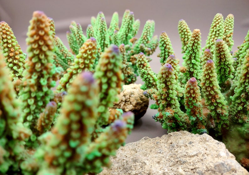 Lavender/Green FAUX Finger Staghorn Coral - Acropora Humilis - (1 FAUX Coral approx. 6x5x5 inches). Green dotted branched coral with a strong round base.Copyright 2024 SeaShellSupply.com.