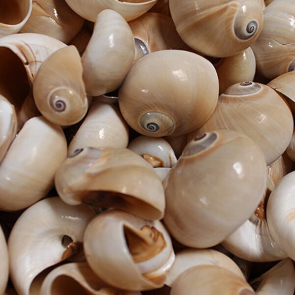 Whale Eye Moon Shells - Polinices Didyma - (10 shells approx. 1-2 inches)