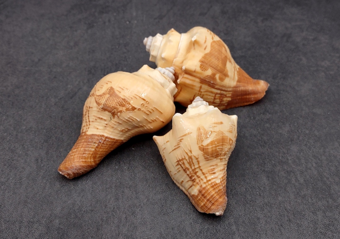 Tan Shells Carved Conch Seashell Decorative Set Fish (3 Shells Approx. 3+ Inches ...