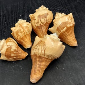Carved Conch Seashell Decorative Set Elephant Antelope Hippo Cheetah Giraffe (5 shells approx. 3+ inches) Great for display & gifting!