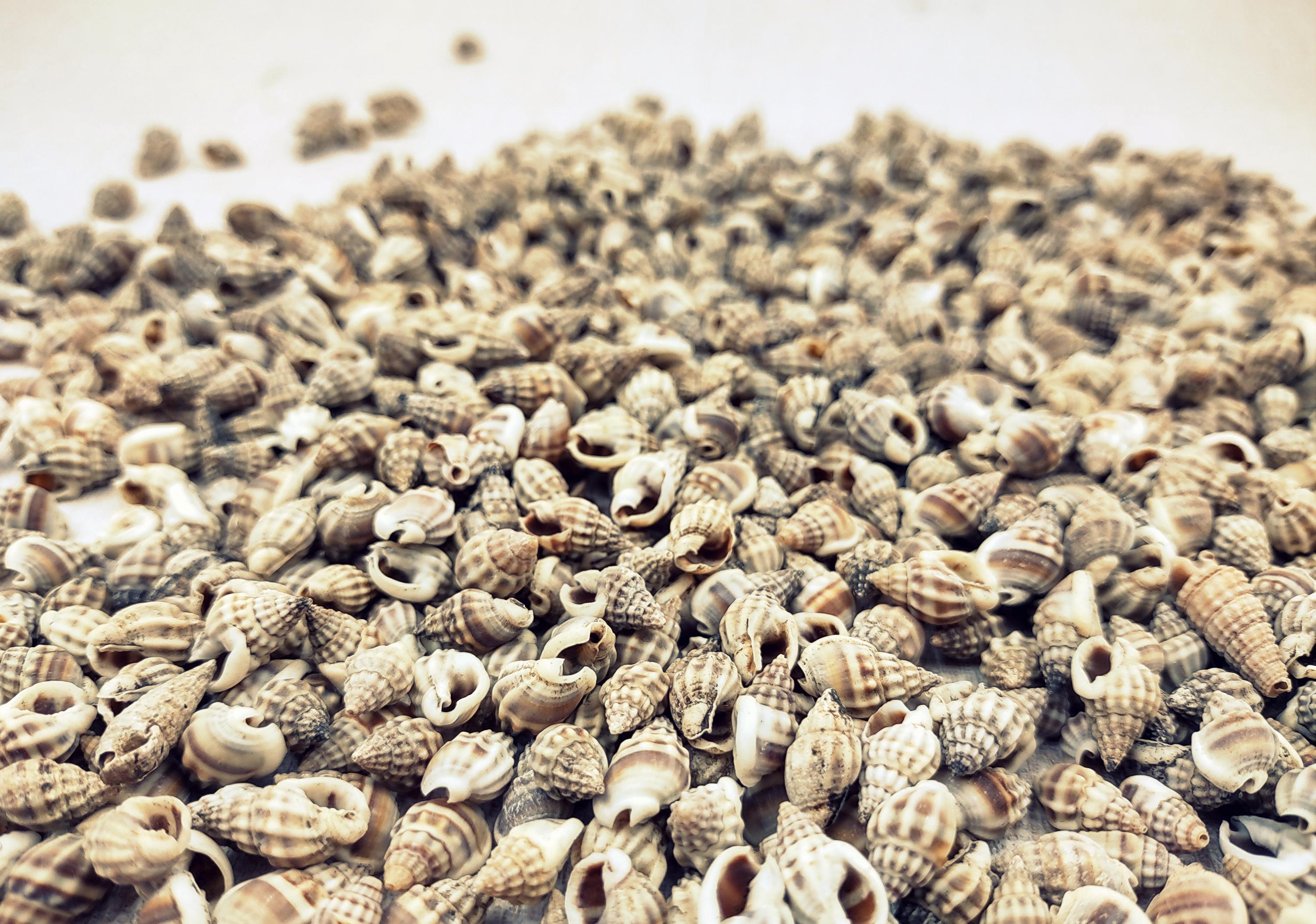 Nassa Persian Mud Seashells Nassarius Persicus (approx. 1 Cup +/- 700 ...