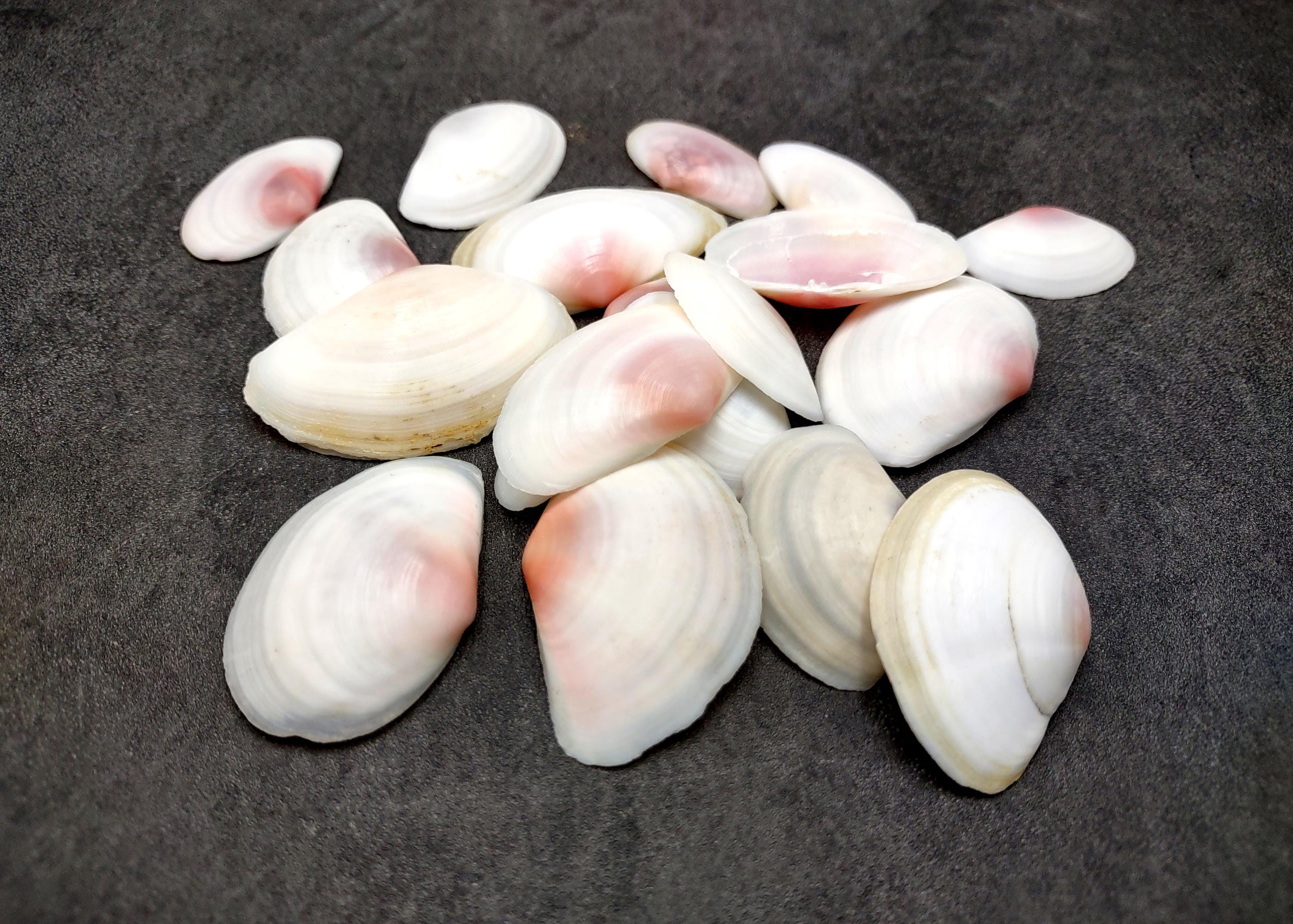 Rose Tellin Shell Rose Petal Tellin Seashell Halves Pink Eurytellina Lineata (approx. 20 ...