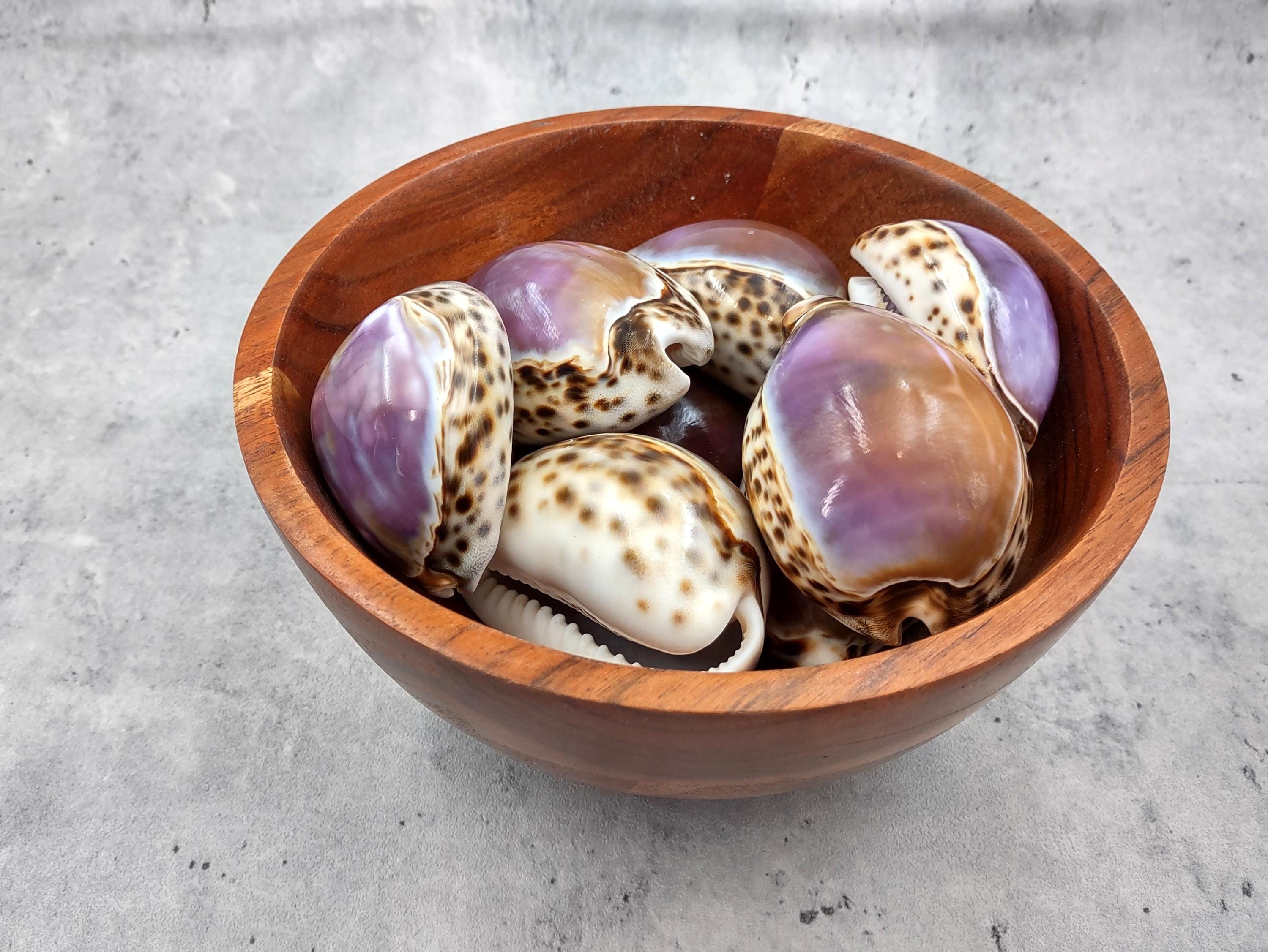 Purple Ringed Top Shell Purple Top Tiger Cowrie Seashells Cypraea Tigris (2 Shells Approx. 2.25 ...