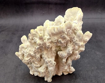 Light Green Fire Coral Cluster (1 coral approx. 7+ inches) Mint Green Medium Fire Coral for any coastal reef display or collection!